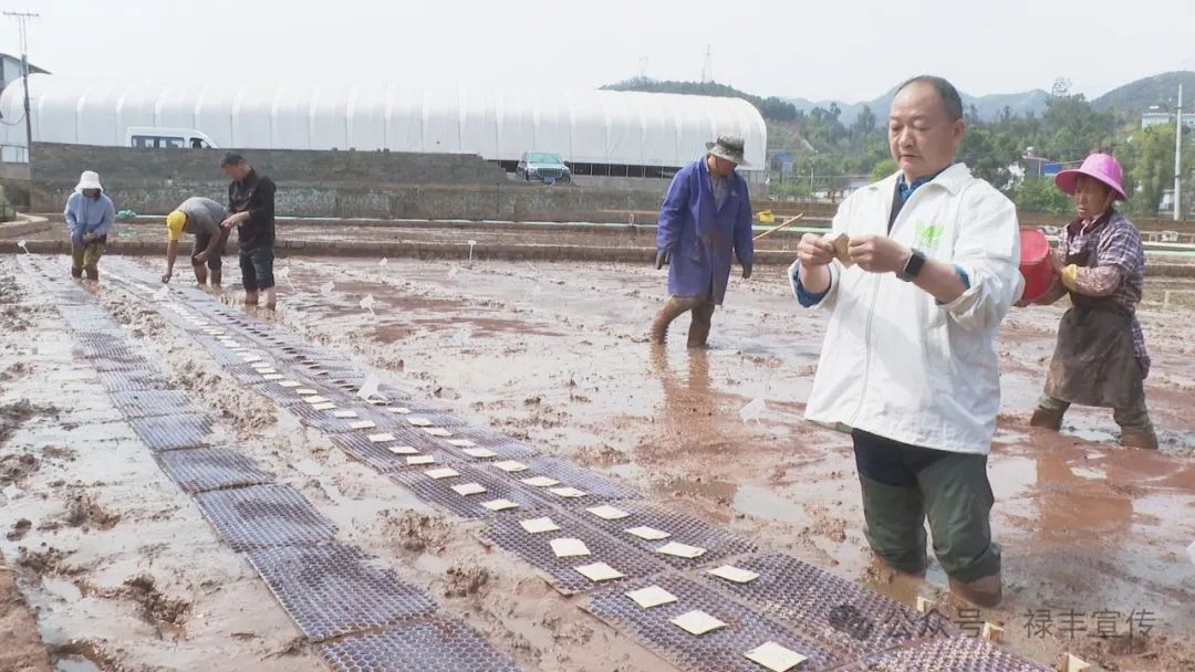 示范种植+科技帮扶 省农科院助力禄丰水稻产业发展