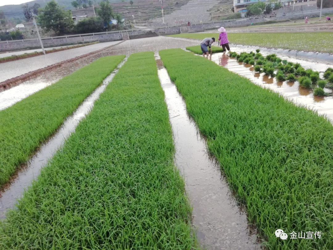2020年,金山镇全镇大春水稻移栽面积31500亩,其中,机插秧面积8000亩.