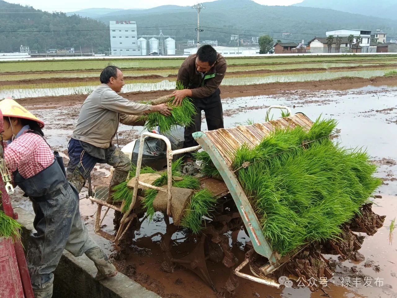 禄丰市：土地流转“转”出增收致富新图景