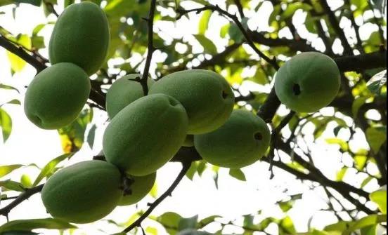 土官镇白花木瓜试种成功